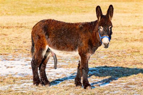 donkey ejaculating|Sexual behavior and ejaculate characteristics in Peˆga .